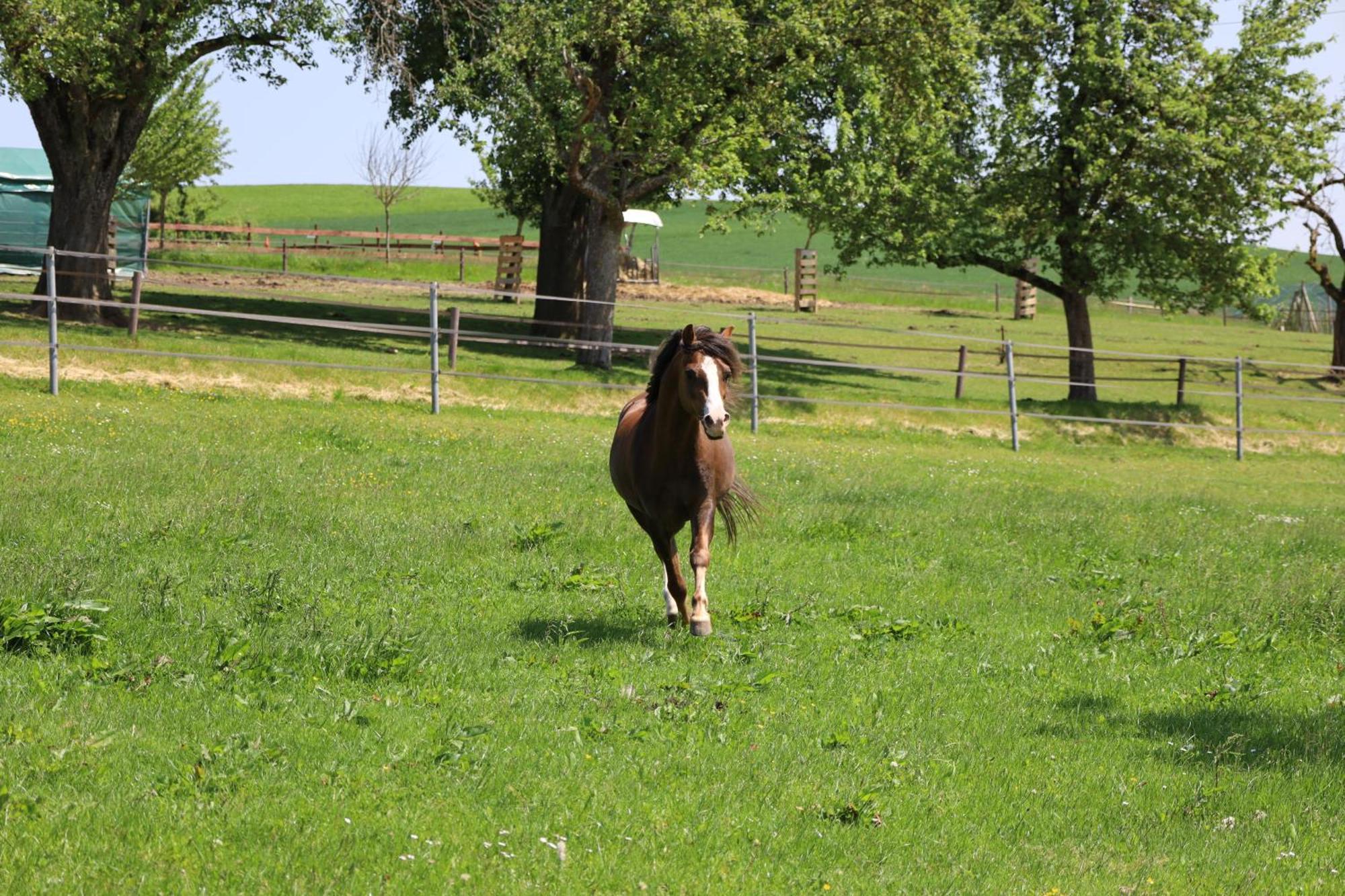 Ferienwohnung Hippenhof Hohenfels  Exteriér fotografie